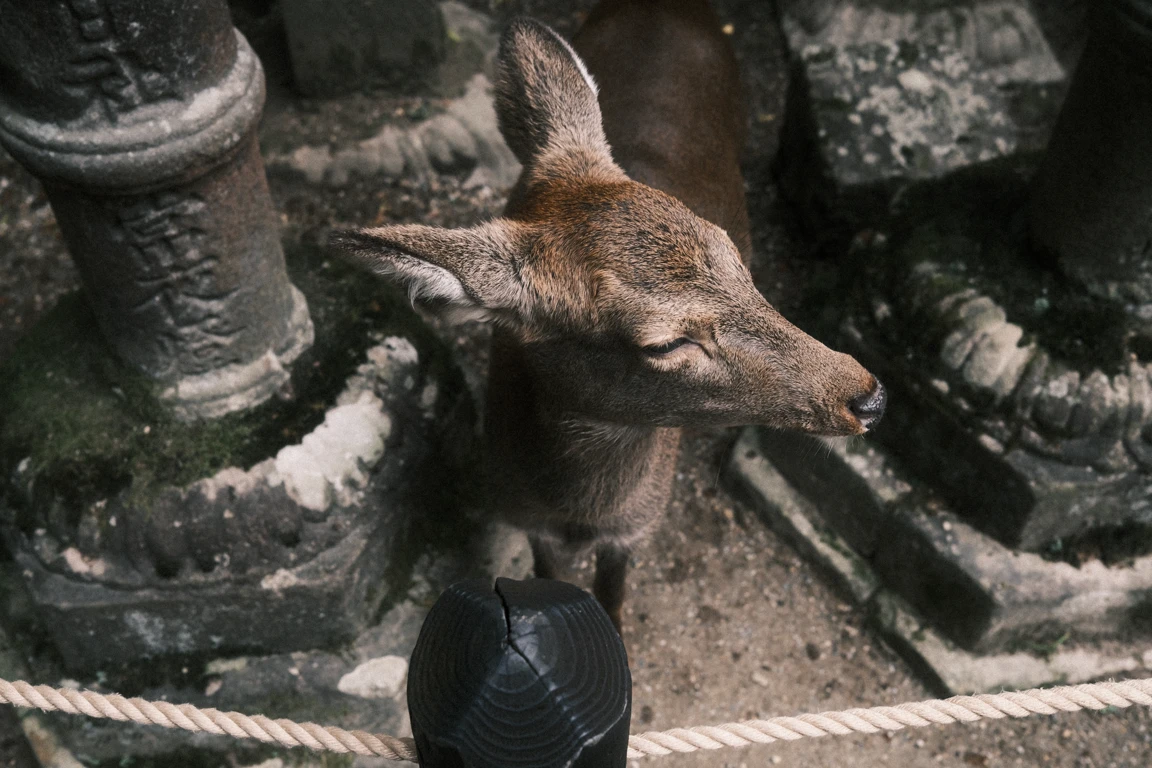 Nara, Japan